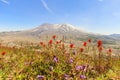 The flowers with mt. St. Hellens on the background Royalty Free Stock Photo