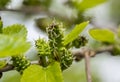 Flowers on the mulberry branches Fresh leaves of mulberry