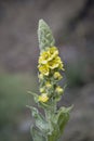 The flowers on the Mullein plant Royalty Free Stock Photo