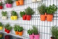 Flowers in multicolored pots hang on the wall Royalty Free Stock Photo