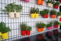 Flowers in multicolored pots hang on the wall Royalty Free Stock Photo