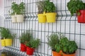 Flowers in multicolored pots hang on the wall Royalty Free Stock Photo