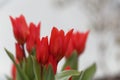 Flowers of a multiflowered tulip, Tulipa praestans Royalty Free Stock Photo