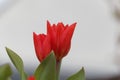 Flowers of a multiflowered tulip, Tulipa praestans Royalty Free Stock Photo