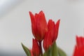 Flowers of a multiflowered tulip, Tulipa praestans Royalty Free Stock Photo