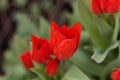 Flowers of a multiflowered tulip, Tulipa praestans Royalty Free Stock Photo