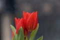 Flowers of a multiflowered tulip, Tulipa praestans Royalty Free Stock Photo