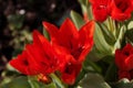 Flowers of a multiflowered tulip, Tulipa praestans Royalty Free Stock Photo