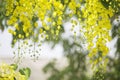 Flowers multiply blossoming on the tree