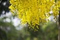 Flowers multiply blossoming on the tree