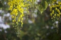 Flowers multiply blossoming on the tree