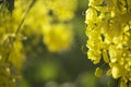 Flowers multiply blossoming on the tree