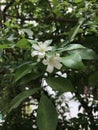 Murraya paniculata or Orange jessamine or Orange jasmine or China box flower or Mock orange or Cosmetic bark tree.