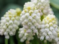 Flowers Muscari Grape hyacinth