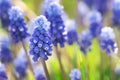Flowers of the muscari mouse hyacinth blooming outdoors in spring macro