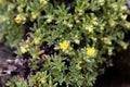 Flowers of musky saxifrage Saxifraga moschata Royalty Free Stock Photo