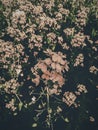 Flowers of mustard plant with a little bit of color alteration looks more like a cherry blossom.