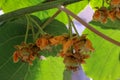 flowers in my kiwi trees