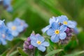 Flowers Myosotis alpestris