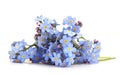 Spring blue flowers Myosotis isolated on white background.