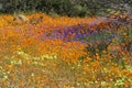 Flowers at namaqua national park Royalty Free Stock Photo