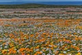 Flowers at namaqua national park Royalty Free Stock Photo