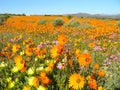 Flowers in the Namaqualand desert in South Africa Royalty Free Stock Photo