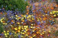 Flowers in namaqualand national park Royalty Free Stock Photo