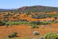 Flowers at the namaqualand national park Royalty Free Stock Photo