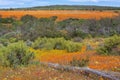 Flowers at the namaqualand national park Royalty Free Stock Photo