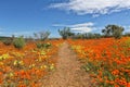 Flowers at the namaqualand national park Royalty Free Stock Photo