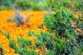 Flowers in namaqualand national park Royalty Free Stock Photo