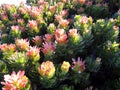 Flowers in namaqualand national park Royalty Free Stock Photo