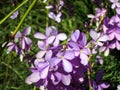 Flowers in namaqualand national park Royalty Free Stock Photo