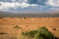 Flowers in namaqualand, South Africa Royalty Free Stock Photo