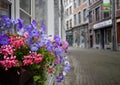 Flowers of Namur, Belgium Royalty Free Stock Photo