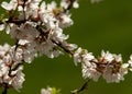 Flowers of nanking cherry prunus tomentosa in spring. Spring flower: Blooming Rosaceae. Beautiful cherry blossom. Pink cherry blos