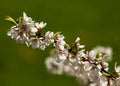 Flowers of nanking cherry prunus tomentosa in spring. Spring flower