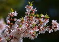 Flowers of nanking cherry prunus tomentosa in spring. Spring flower: Blooming Rosaceae. Beautiful cherry blossom. Pink cherry blos