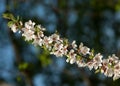 Flowers of nanking cherry prunus tomentosa in spring. Spring flower: Blooming Rosaceae. Beautiful cherry blossom. Pink cherry blos