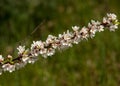 Flowers of nanking cherry prunus tomentosa in spring. Spring flower: Blooming Rosaceae. Beautiful cherry blossom. Pink cherry blos