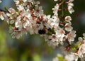 Flowers of nanking cherry prunus tomentosa in spring. Spring flower: Blooming Rosaceae. Beautiful cherry blossom. Pink cherry blos