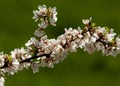 Flowers of nanking cherry prunus tomentosa in spring. Spring flower: Blooming Rosaceae. Beautiful cherry blossom. Pink cherry blos