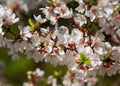 Flowers of nanking cherry prunus tomentosa in spring. Spring flower: Blooming Rosaceae. Beautiful cherry blossom. Pink cherry blos