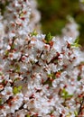 Flowers of nanking cherry prunus tomentosa in spring. Spring flower: Blooming Rosaceae.