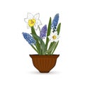 Flowers narcissus and muscari in a flower pot on a white background. Vector.