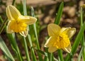 Flowers Narcissus yellow and white Royalty Free Stock Photo