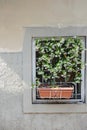 Flowers on narrow old streets of the famous Pitigliano town. Beautiful italian towns and villages. Etruscan heritage, Grosseto, Royalty Free Stock Photo