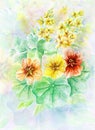 Flowers nasturtium