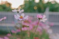 Cosmos Flowers in nature background in fornt of house Royalty Free Stock Photo